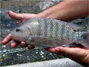 From the ponds, a typical tilapia, the most popular eating fish in Costa Rica.